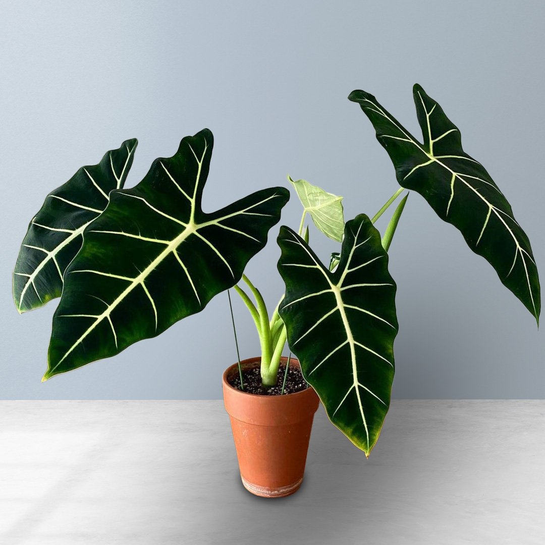 Alocasia Frydek